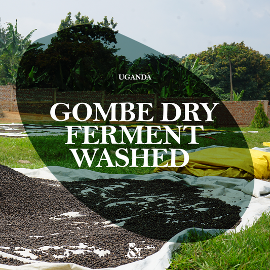 Gombe Dry Ferment Washed