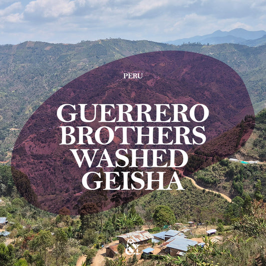 Guerrero Brothers Washed Geisha