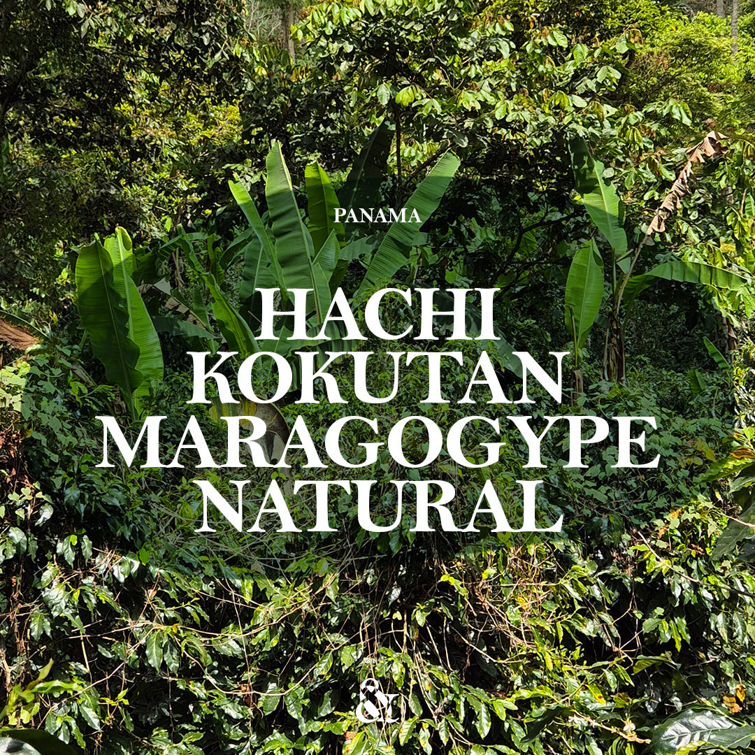 Hachi Kokutan Maragogype Natural
