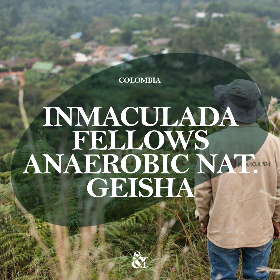 Inmaculada Fellows Anaerobic Natural Geisha