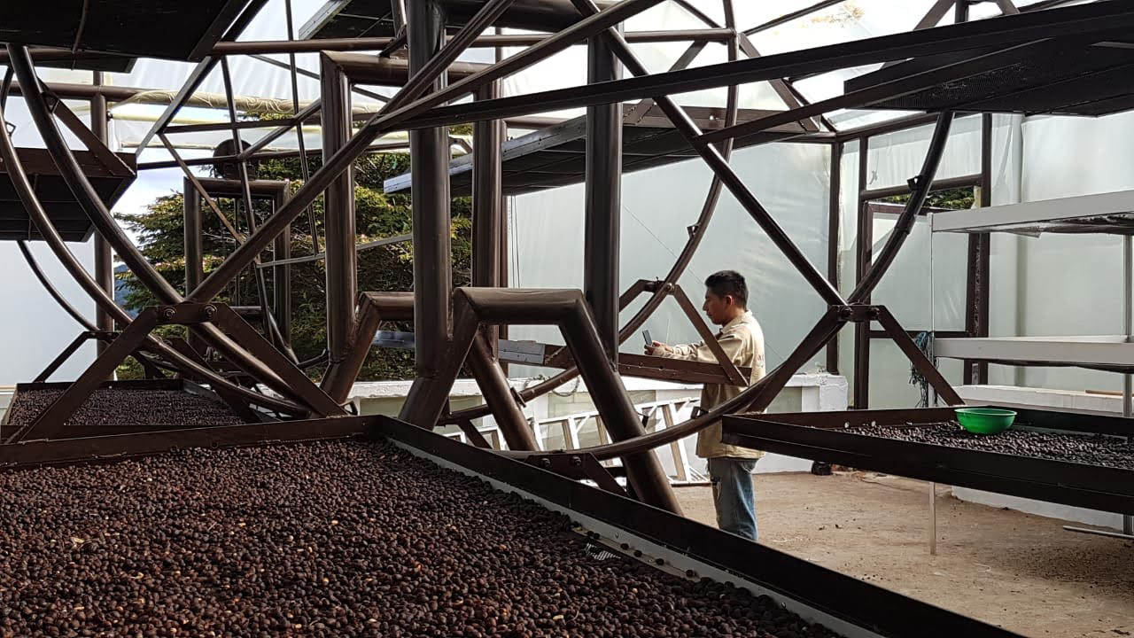 Green Coffee Beans Fellow Inmaculada Processing