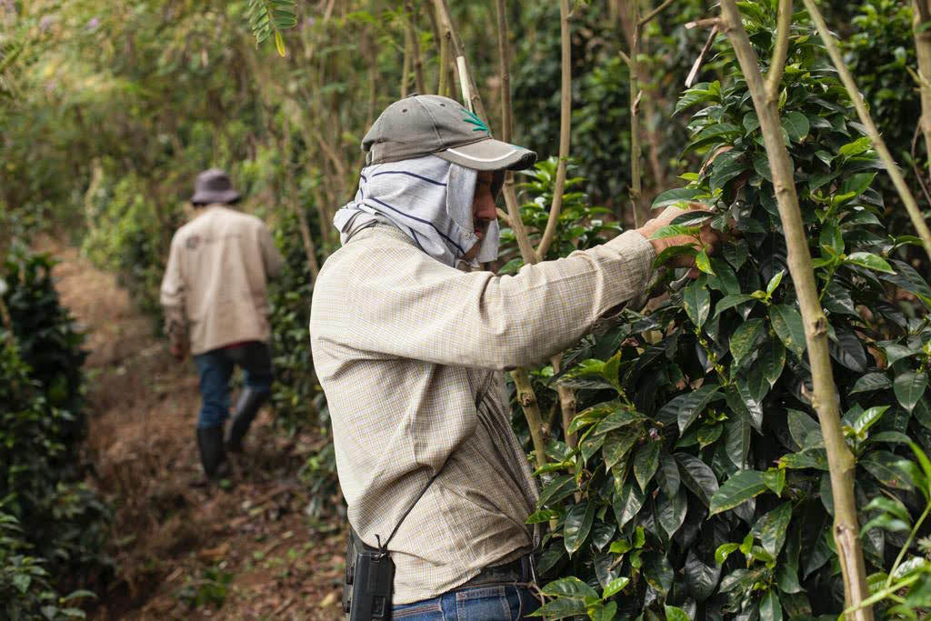 Green Coffee Beans Fellow Inmaculada Picking
