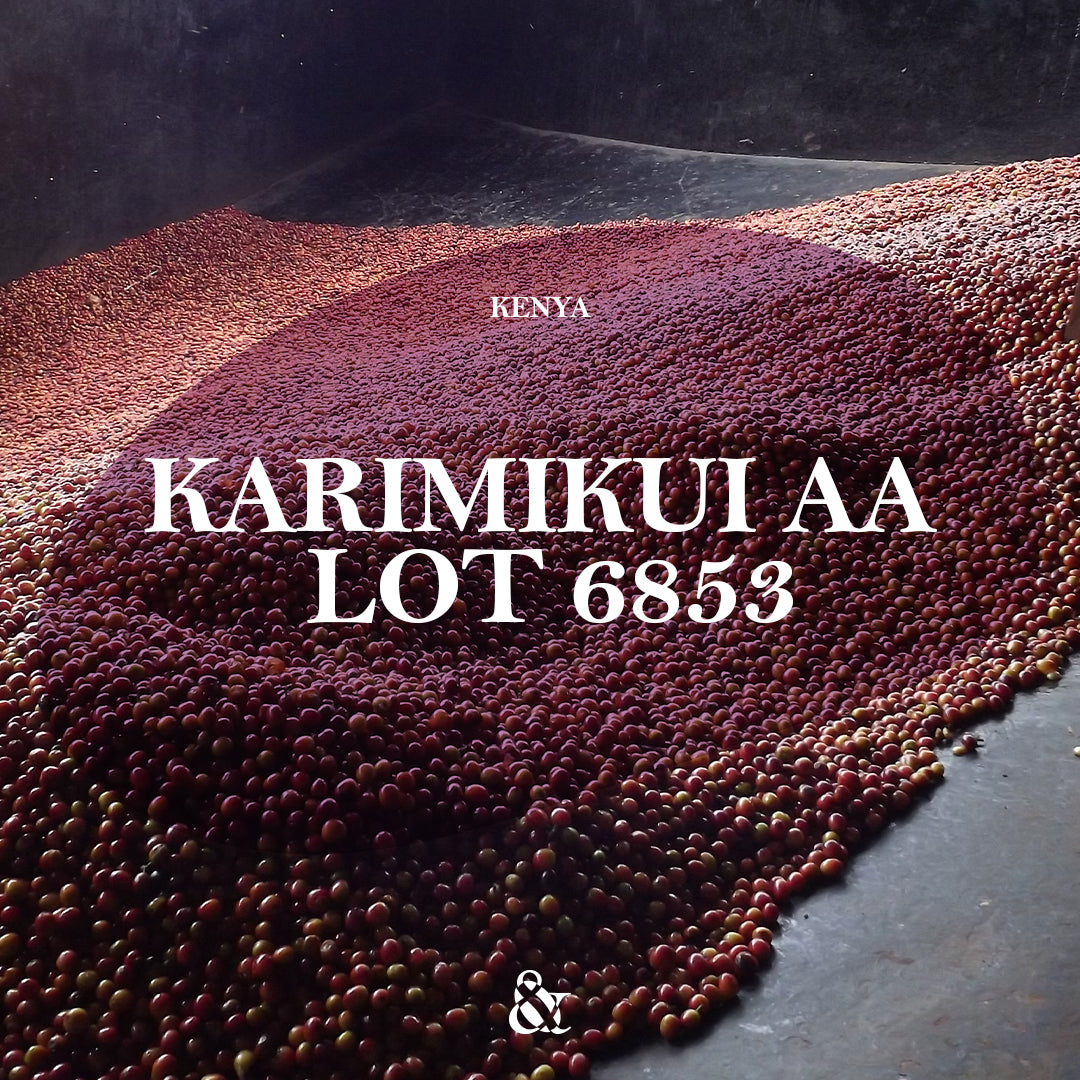 Karimikui AA Lot 6853 – And Sons Importers