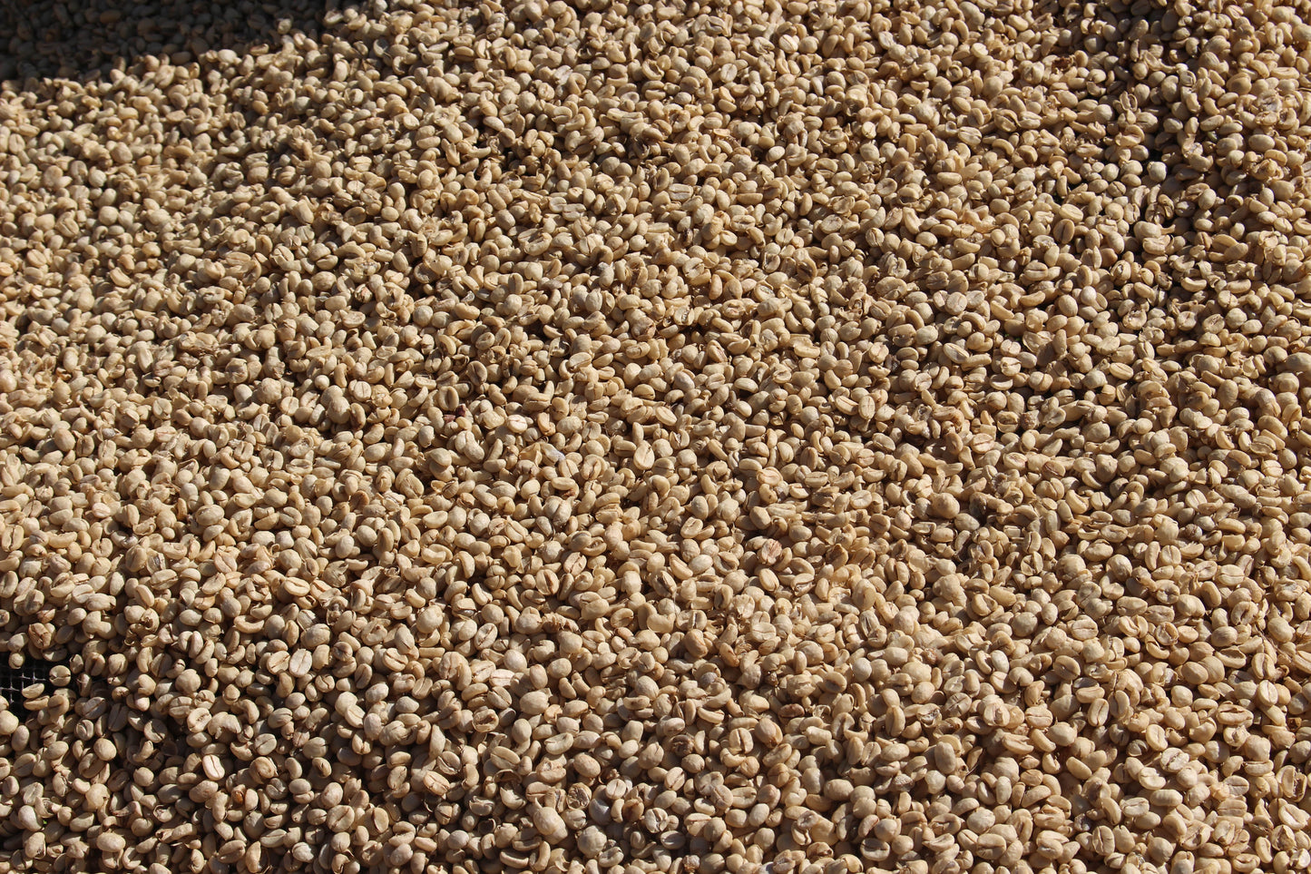 Kenya Kagumoini AB green coffee beans