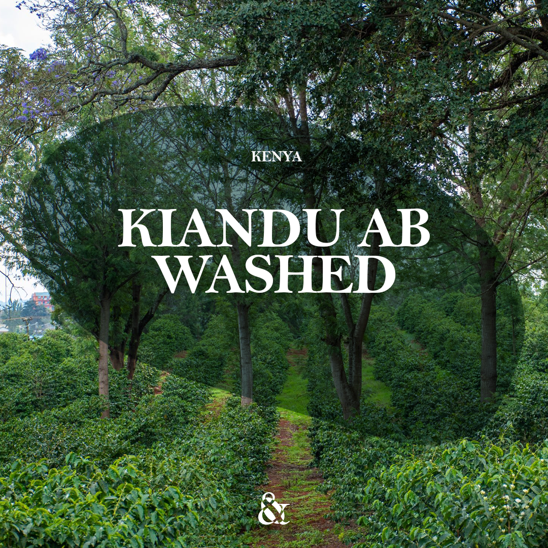 Kiandu AB Washed