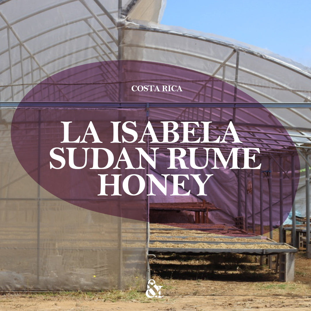 La Isabela Sudan Rume