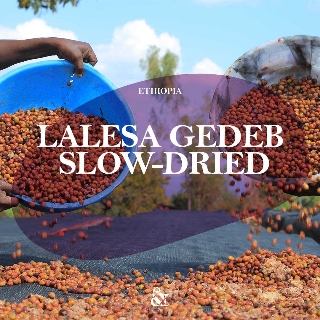 Lalesa Gedeb Slow-Dried