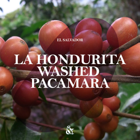 La Hondurita Washed Pacamara