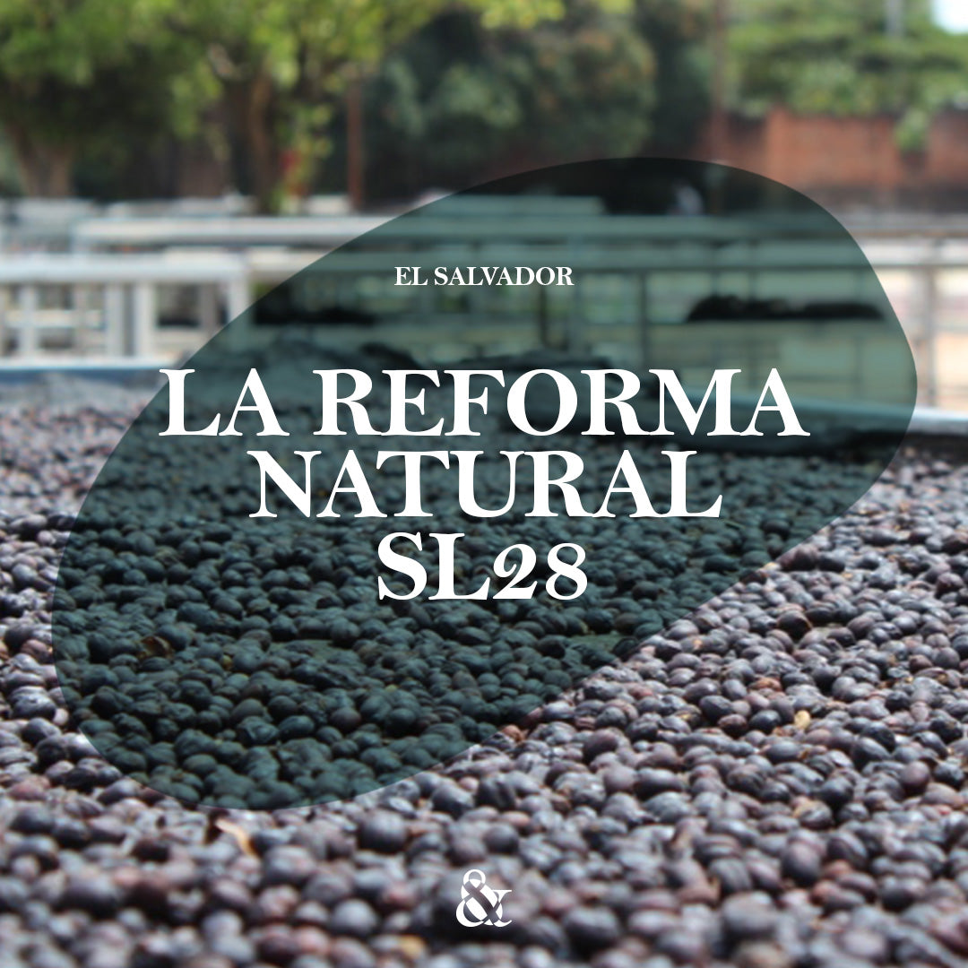 La Reforma Natural SL28