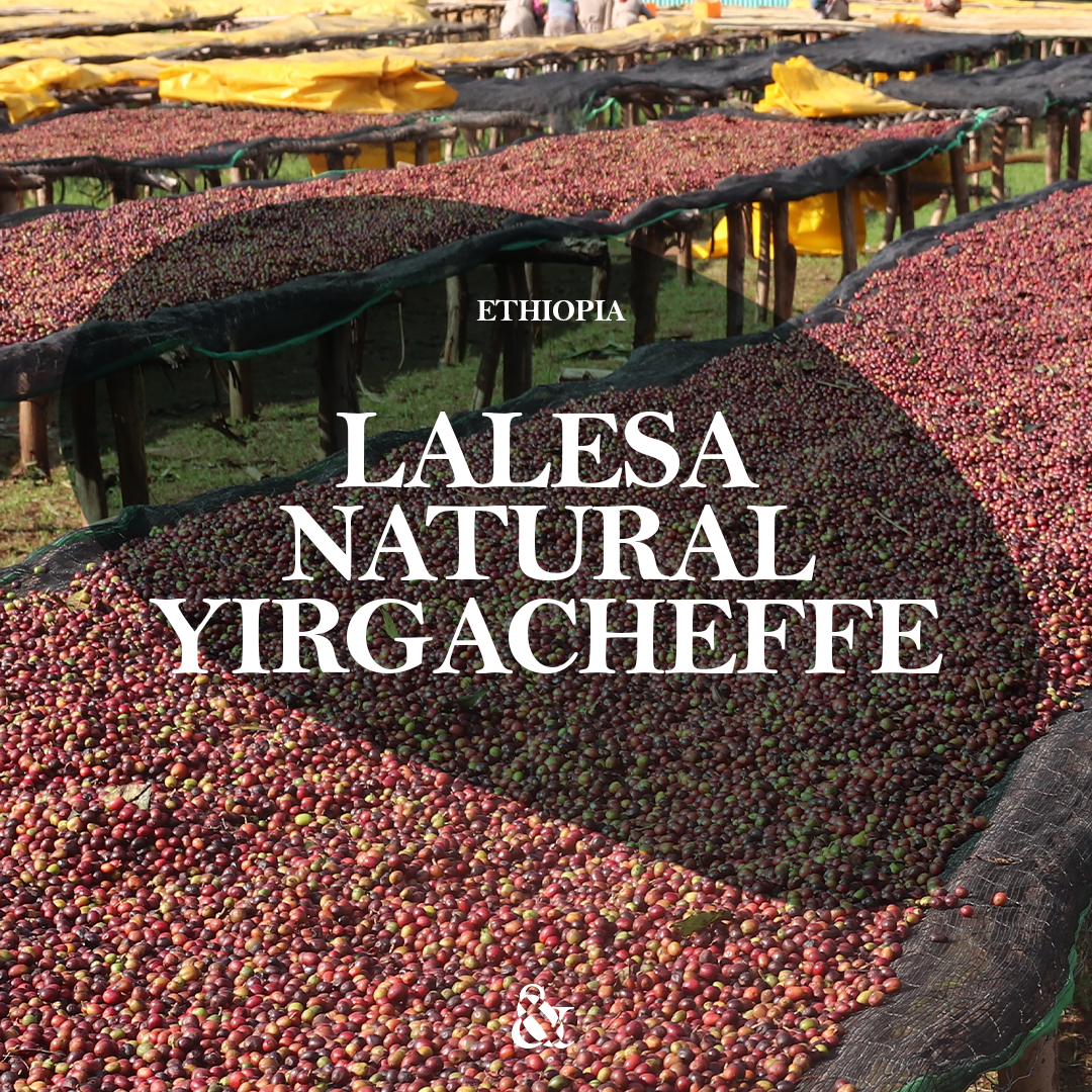 Lalesa Natural Yirgacheffe