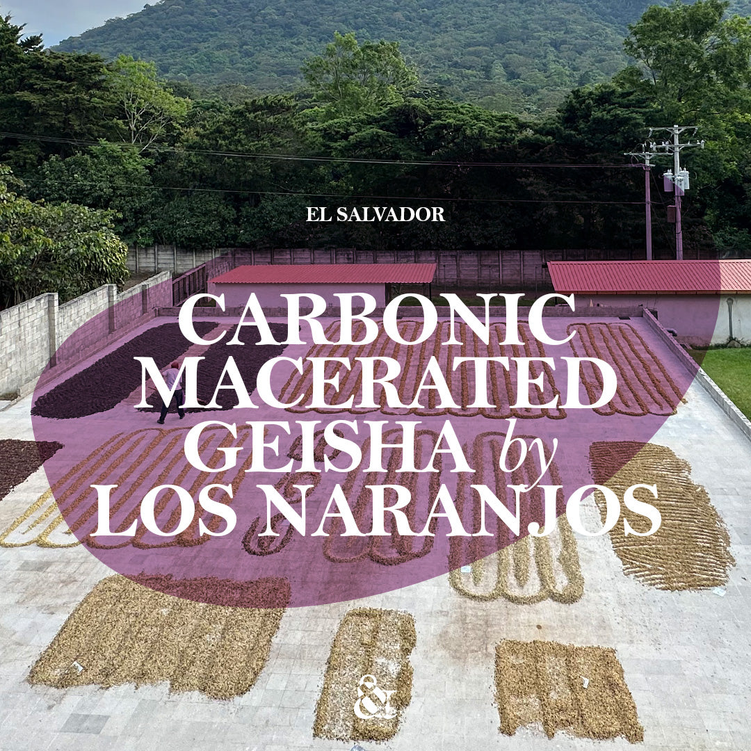 Los Naranjos Carbonic Macerated Geisha