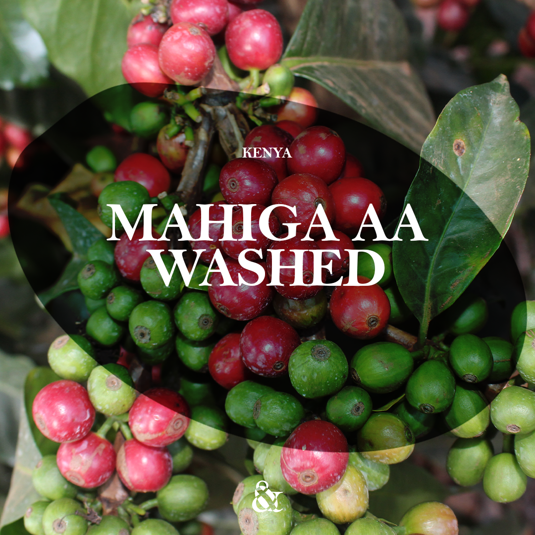 Mahiga AA Washed