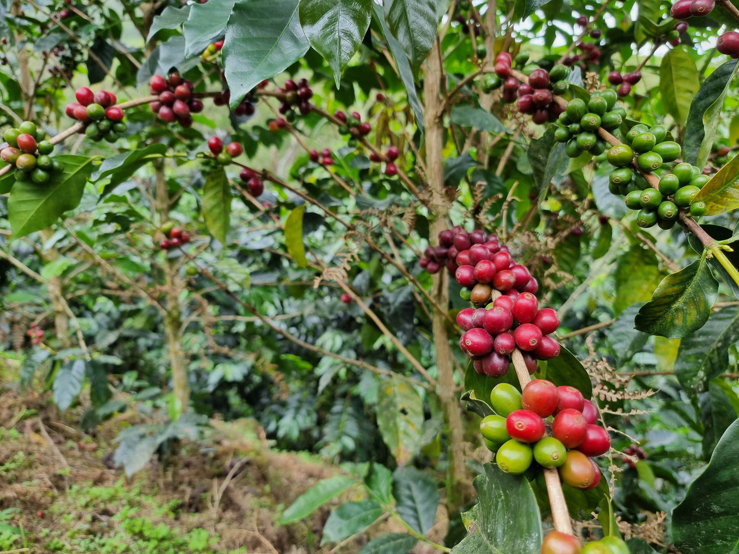 Ethiopia Wash Green Coffee Supply | La Lucuma