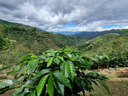 Ethiopia Wash Green Coffee Supply | La Lucuma