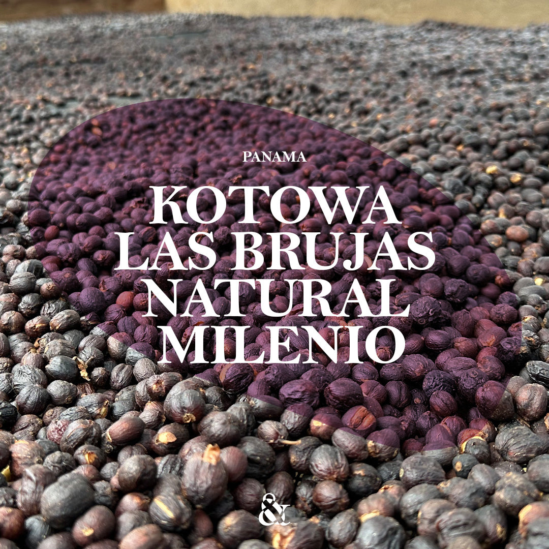 Kotowa Las Brujas Natural Milenio