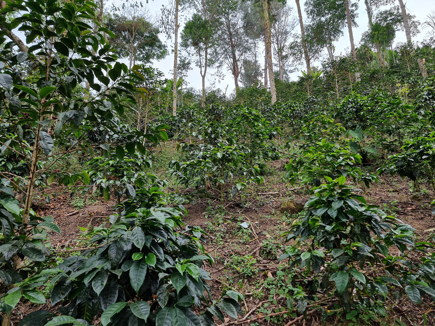 Nelber Arevalo Heredia Natural Caturra Green Coffee Supply