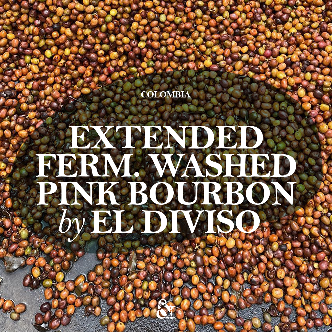 Extended Fermentation Washed Pink Bourbon by El Diviso