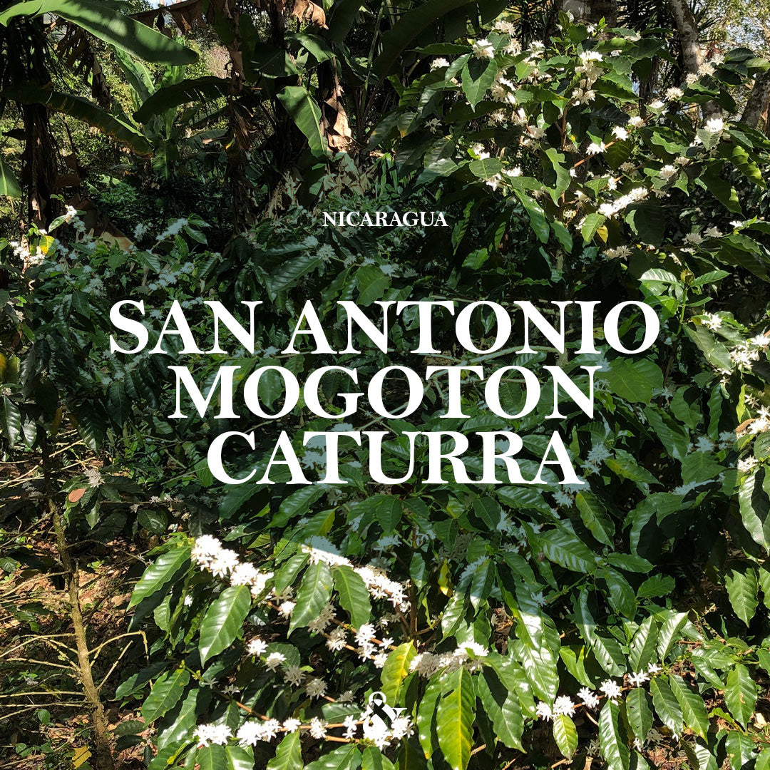 San Antonio Mogoton Caturra