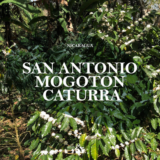 San Antonio Mogoton Caturra