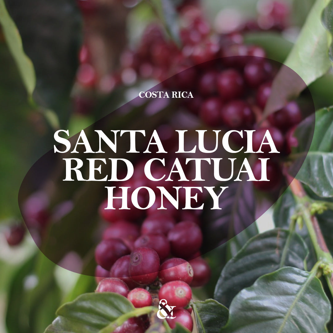 Santa Lucia Honey