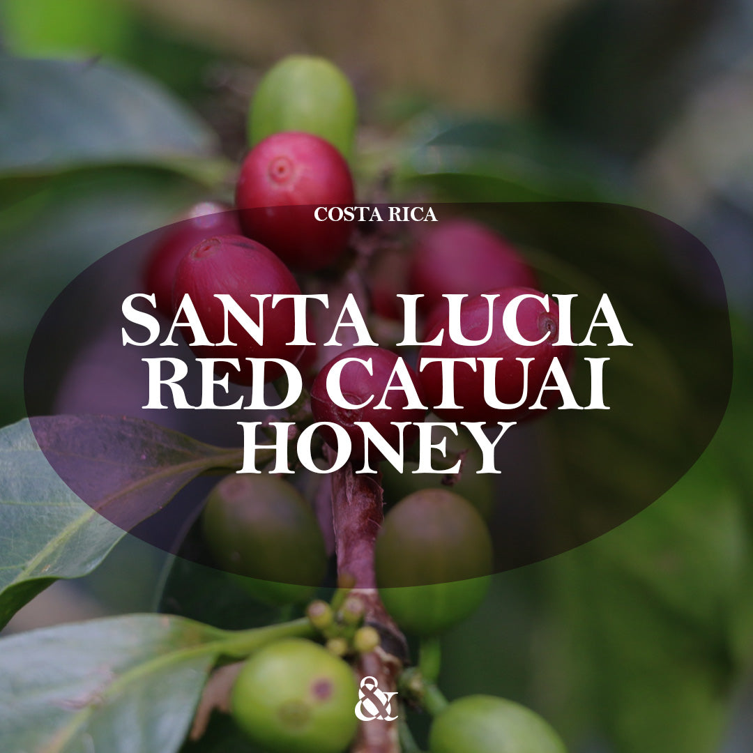 Santa Lucia Honey