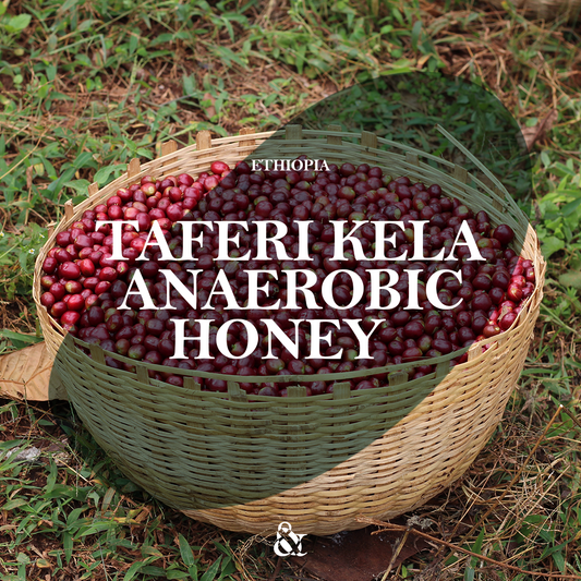 Taferi Kela Anaerobic Honey