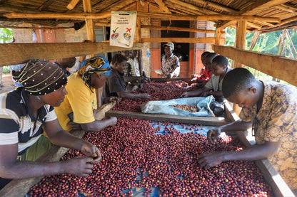 Zibigi Washed green coffee bean supply - South Africa