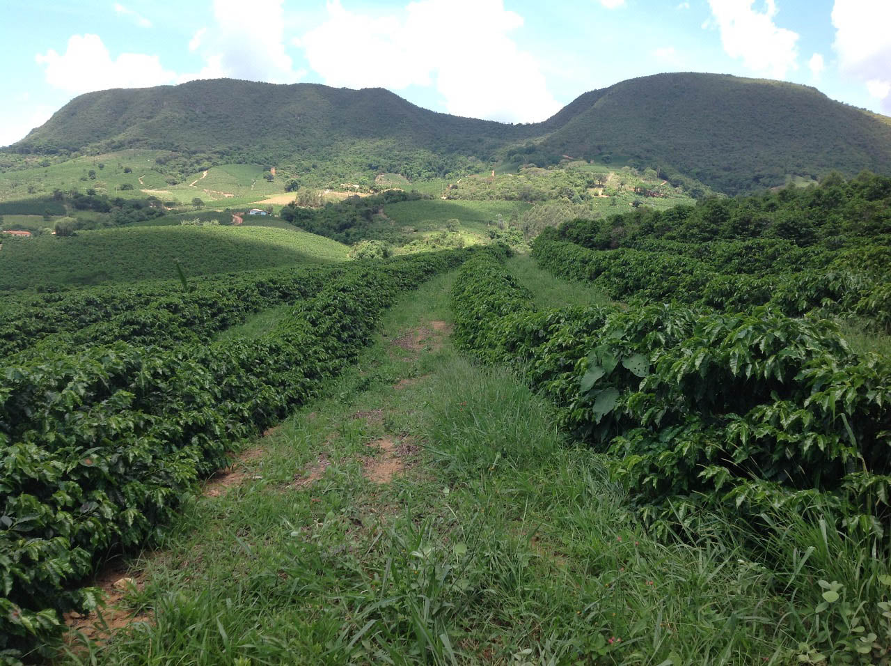 Sitio Urtiga Natural Arara - Transparent coffee supply company