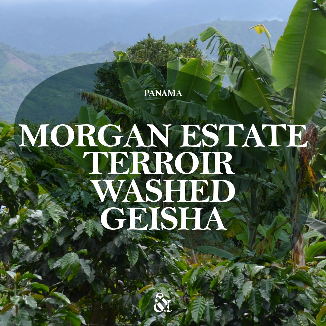 Morgan Estate Terroir Washed Geisha
