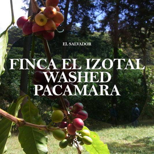 Finca El Izotal Washed Pacamara