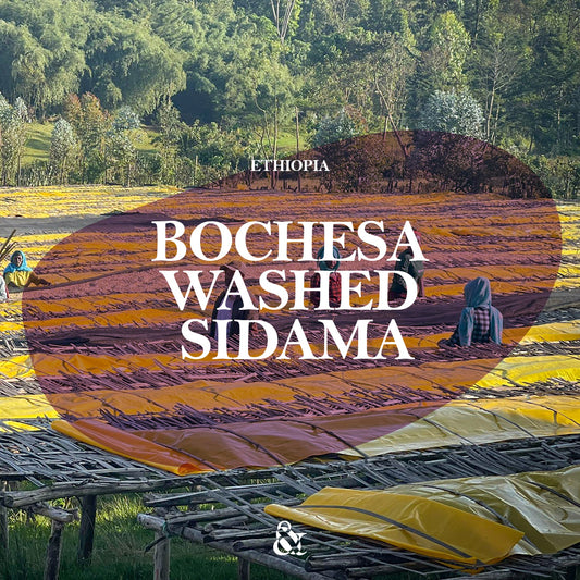 Bochesa Washed Sidama