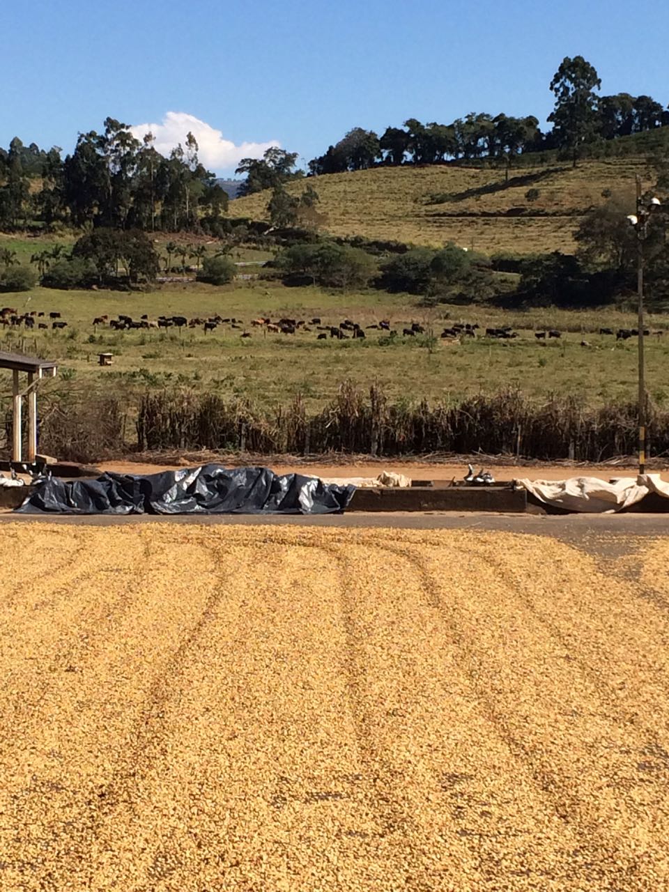 Fazenda Barriero Yellow Bourbon