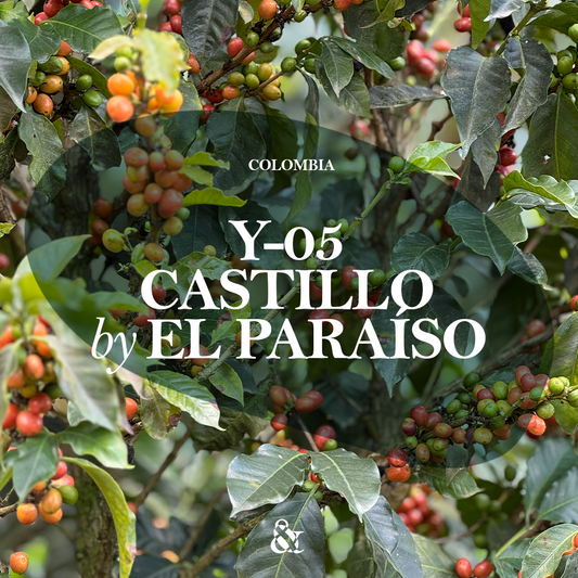Y-05 Castillo by El Paraíso