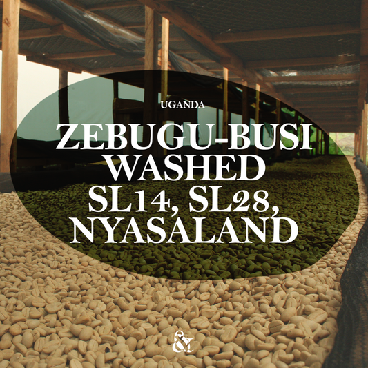 Zebugu-Busi – The Coffee Gardens