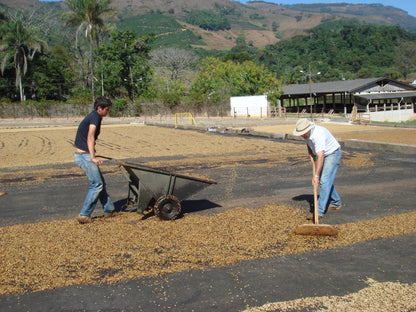 Fazenda Barriero Yellow Bourbon