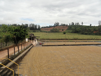 Fazenda Barriero Yellow Bourbon