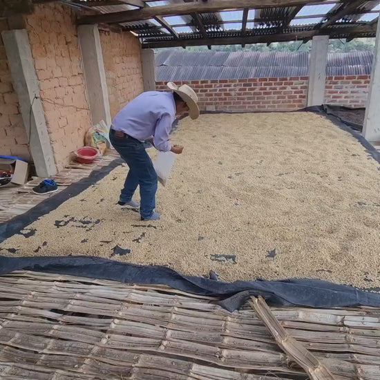 Ethiopia Wash Green Coffee Supply | La Lucuma